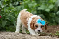Victor 🐾, a male Poodle - Miniature  for sale in Fresno, OH – 6 of 10