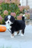 Smoke, a male Miniature Bernedoodle for sale in Fresno, OH – 7 of 8