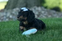 Harley 🦴🐶, a male Miniature Dachshund for sale in Fresno, OH – 5 of 10