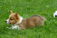Legend, a male Pembroke Welsh Corgi for sale in Fresno, OH – 6 of 10