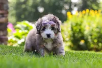 Ivy, a female Miniature Bernedoodle for sale in Fresno, OH – 5 of 6