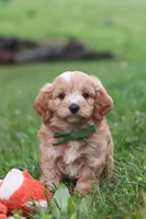 Jett, a male Cavapoo for sale in Fresno, OH – 7 of 10