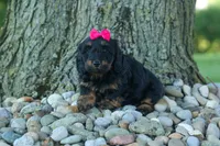 Honey 🐾❤️, a female Miniature Dachshund for sale in Fresno, OH – 4 of 9