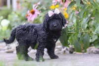 Issebelle, a female Newfypoo for sale in Fresno, OH – 5 of 7