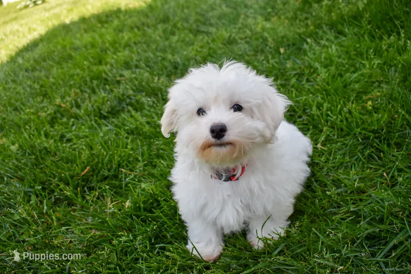 Jadon – Maltese puppy for sale in Fresno, OH