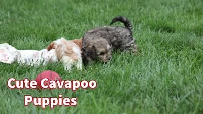 Victor 🐾, a male Poodle - Miniature  for sale in Fresno, OH – 10 of 10