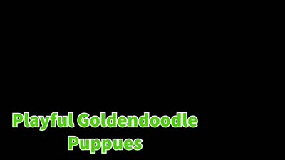 🐾 Meet Neo – F2B Mini Goldendoodle Puppy 🐾, a female Miniature Goldendoodle for sale in Fresno, OH – 9 of 9