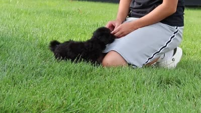 Dakota, a male Havapoo for sale in Fresno, OH – 7 of 7