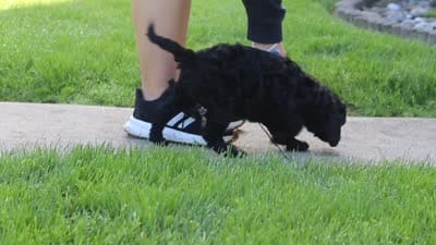 Sofie, a female Newfypoo for sale in Fresno, OH – 8 of 8