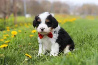Tommy, a male Miniature Bernedoodle for sale in Fresno, OH – Photo 4 of 5
