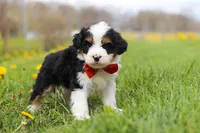 Tommy, a male Miniature Bernedoodle for sale in Fresno, OH – Photo 5 of 5