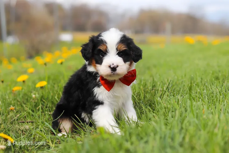 Tommy, a male Miniature Bernedoodle for sale in Fresno, OH – Photo 1 of 5