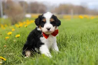 Tommy, a male Miniature Bernedoodle for sale in Fresno, OH – Photo 1 of 5