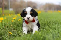 Tommy, a male Miniature Bernedoodle for sale in Fresno, OH – Photo 3 of 5