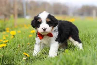 Tommy, a male Miniature Bernedoodle for sale in Fresno, OH – Photo 2 of 5