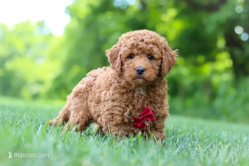 Colman – Goldendoodle puppy for sale in Fresno, OH