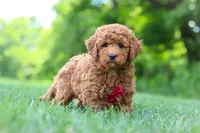 Colman, a male Goldendoodle for sale in Fresno, OH – 1 of 6