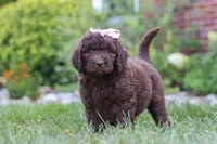 Chloe, a female Newfypoo for sale in Fresno, OH – 2 of 8