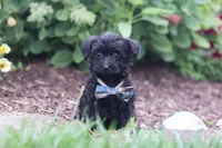 Ricky, a male Yorkipoo for sale in Fresno, OH – 5 of 6