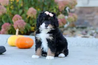 Marshmallow, a female Miniature Bernedoodle for sale in Fresno, OH – 3 of 6
