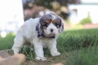 Kai, a male Cavapoo for sale in Fresno, OH – 3 of 7