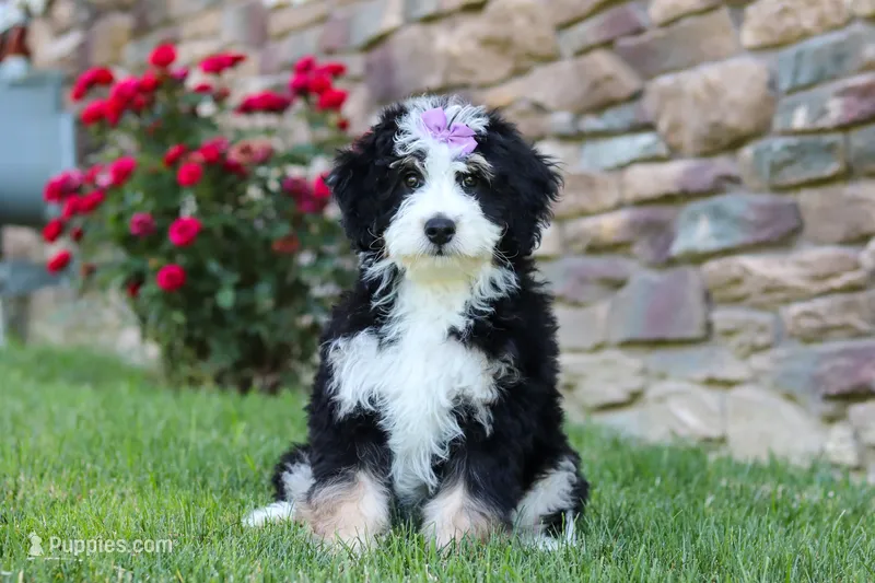 Lulu – Miniature Bernedoodle puppy for sale in Fresno, OH