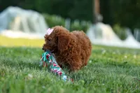 Dixie 🎀🐶, a female Poodle - Miniature  for sale in Fresno, OH – 5 of 10