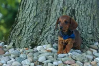 Hunter 💙🐾, a male Miniature Dachshund for sale in Fresno, OH – 7 of 10