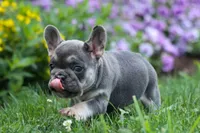 Flora Jane 🩷, a female French Bulldog for sale in Fresno, OH – 8 of 10