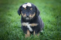 Leo 🐾, a female Miniature Aussiedoodle for sale in Fresno, OH – 3 of 9