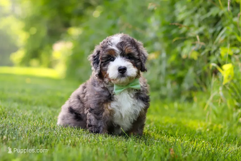 Finn – Miniature Bernedoodle puppy for sale in Fresno, OH