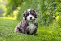 Finn, a male Miniature Bernedoodle for sale in Fresno, OH – 1 of 6