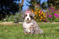 Molly, a female Miniature Bernedoodle for sale in Fresno, OH – 7 of 7