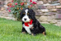 Buzz, a male Miniature Bernedoodle for sale in Fresno, OH – 7 of 9