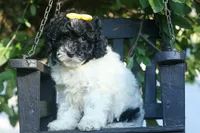 Gracie, a female Cavapoo for sale in Fresno, OH – 10 of 10