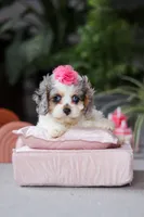 processed/40f33f9f-3846-4b64-9021-df6fcf3e0367/listing/14dba114-97fb-41fd-98ee-e46cf62bb106/59b00a51-afe5-466a-b057-a66c3c7ff1e8