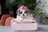 processed/40f33f9f-3846-4b64-9021-df6fcf3e0367/listing/14dba114-97fb-41fd-98ee-e46cf62bb106/5ed716f4-2ca5-47d4-b5d5-d19ea844ce71