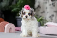 processed/40f33f9f-3846-4b64-9021-df6fcf3e0367/listing/14dba114-97fb-41fd-98ee-e46cf62bb106/5ef2dc6a-9ddb-47f1-88b1-ac761bd77ee7