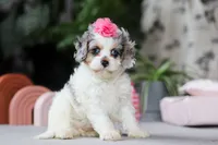 processed/40f33f9f-3846-4b64-9021-df6fcf3e0367/listing/14dba114-97fb-41fd-98ee-e46cf62bb106/bcaf9564-a399-4a5a-bd7f-72cfdc3d49e4