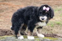 Daisy, a female Bernedoodle for sale in Fresno, OH – 8 of 10