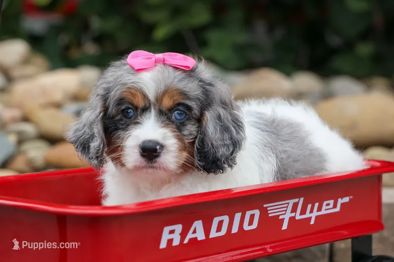   Paisley 💗 – Cavapoo puppy for sale in Fresno, OH