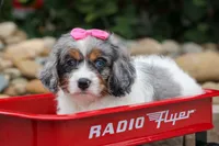   Paisley 💗, a female Cavapoo for sale in Fresno, OH – 1 of 10