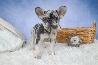 💗 Jovie, a female French Bulldog for sale in Fresno, OH – 4 of 10