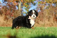 Colt, a male Miniature Bernedoodle for sale in Fresno, OH – 3 of 5