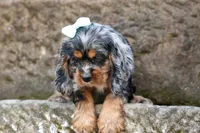 Letti 🐶💗, a female Cocker Spaniel for sale in Fresno, OH – 4 of 8