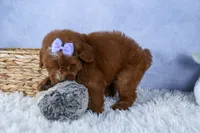 🐾 Meet Natasha – F2B Mini Goldendoodle Puppy 🐾, a female Miniature Goldendoodle for sale in Fresno, OH – 3 of 10