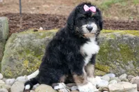 Daisy, a female Bernedoodle for sale in Fresno, OH – 6 of 10
