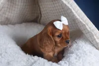 Paisley, a female Cavalier King Charles Spaniel for sale in Fresno, OH – Photo 3 of 9