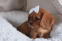 Paisley, a female Cavalier King Charles Spaniel for sale in Fresno, OH – Photo 2 of 9