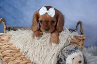 Paisley, a female Cavalier King Charles Spaniel for sale in Fresno, OH – Photo 9 of 9